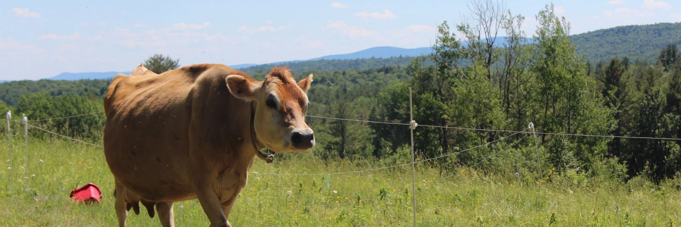Meadow's Bee Farm Banner